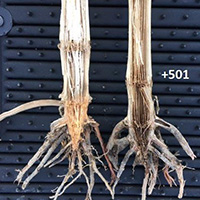 Vegetação Residual