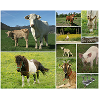 Criação de Animais