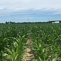 Crescimento da Planta